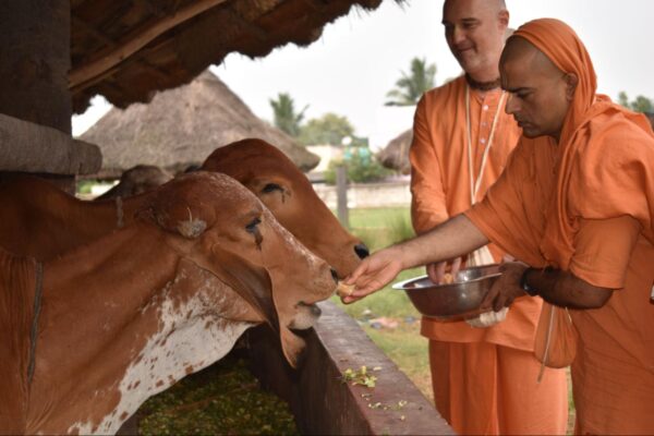 Go-Seva – Rs. 5001/- per day